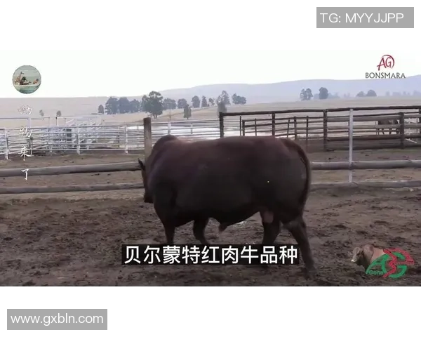 伊图阿诺与巴西公牛的精彩对决分析与赛后点评 伊图阿诺与巴西公牛的精彩对决分析与赛后点评